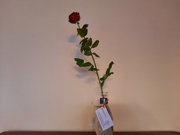 Rozen voor mantelzorgers