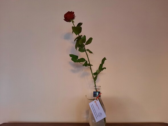 Rozen voor mantelzorgers