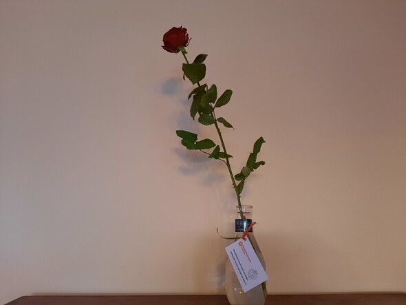 Rozen voor mantelzorgers