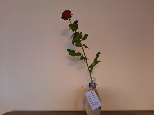 Rozen voor mantelzorgers