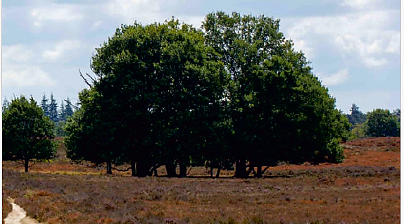 Middagleerhuis: drie psalmen, drie stemmen